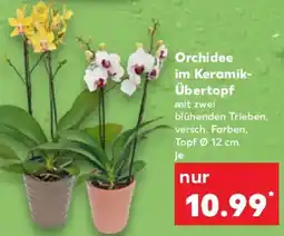 Kaufland Orchidee im Keramik- Übertopf Angebot