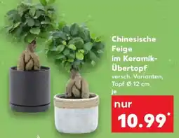 Kaufland Chinesische Feige im Keramik- Übertopf Angebot