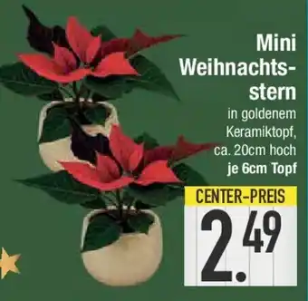 E-Center Mini Weihnachtsstern Angebot