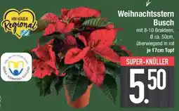 E-Center Weihnachtsstern Busch Angebot