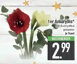 E-Center 1er Amaryllis Angebot