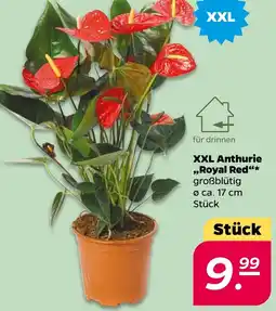 NETTO XXL Anthurie ,,Royal Red" Angebot