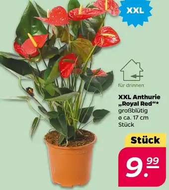 NETTO XXL Anthurie ,,Royal Red" Angebot