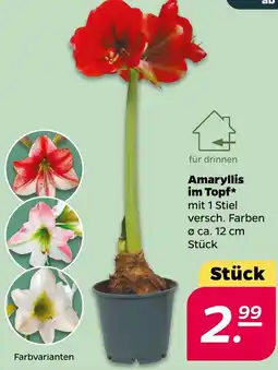 NETTO Amaryllis im Topf Angebot