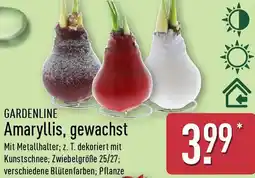 Aldi Nord GARDENLINE Amaryllis, gewachst Angebot