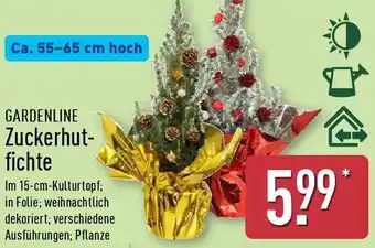 Aldi Nord GARDENLINE Zuckerhutfichte Angebot