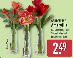 Aldi Nord GARDENLINE Amaryllis Angebot