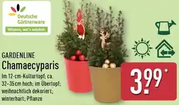 Aldi Nord GARDENLINE Chamaecyparis Angebot