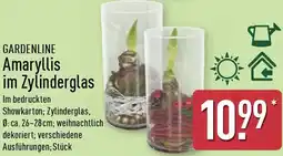 Aldi Nord GARDENLINE Amaryllis im Zylinderglas Angebot