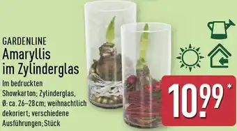 Aldi Nord GARDENLINE Amaryllis im Zylinderglas Angebot