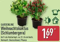Aldi Nord GARDENLINE Weihnachtskaktus (Schlumbergera) Angebot