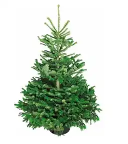 OBI Weihnachtsbaum Echte Nordmanntanne Angebot