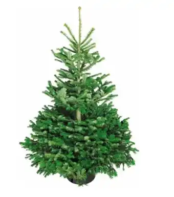 OBI Weihnachtsbaum Echte Nordmanntanne Angebot