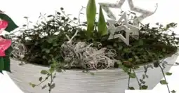 OBI Amaryllis Angebot