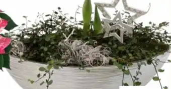 OBI Amaryllis Angebot