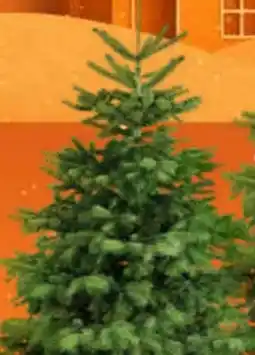 OBI Tannenbaum Nordmanntanne Angebot