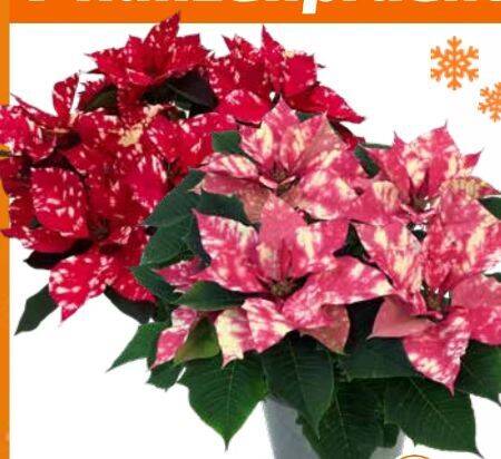 Grow By Obi Weihnachtsstern Fantasy Star Angebot bei OBI