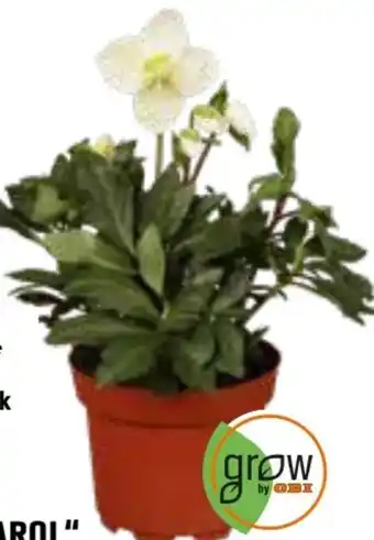 OBI Grow By Obi Christrose Angebot