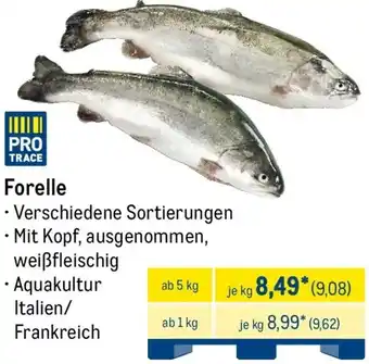 METRO Forelle Angebot