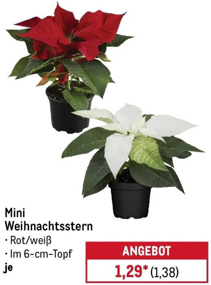 Mini Weihnachtsstern Angebot bei METRO