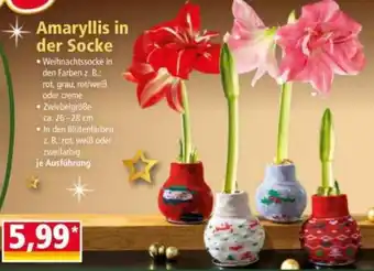 Norma Amaryllis in der Socke Angebot