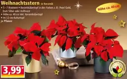 Norma Weihnachtsstern Angebot