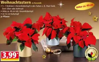Norma Weihnachtsstern Angebot