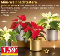 Norma Mini-Weihnachtsstern Angebot