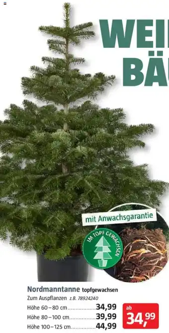 Bauhaus Nordmanntanne topfgewachsen Angebot