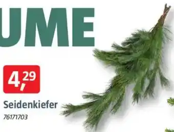 Bauhaus Seidenkiefer Angebot