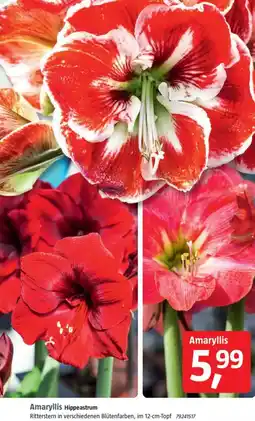 Bauhaus Amaryllis Hippeastrum Angebot