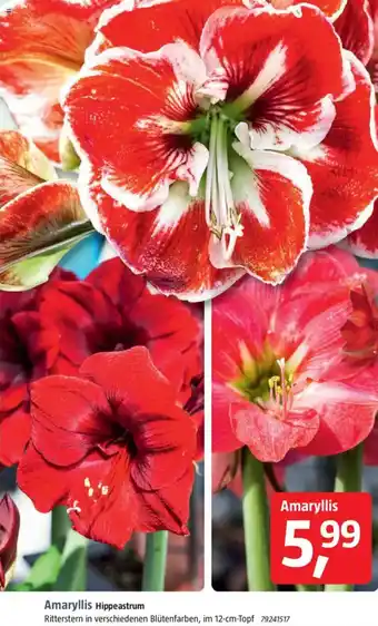 Bauhaus Amaryllis Hippeastrum Angebot