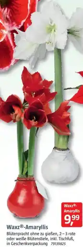 Bauhaus Waxz-Amaryllis Angebot