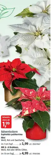 Bauhaus Adventsstern Euphorbia pulcherrima Mini Angebot