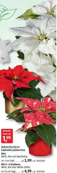 Bauhaus Adventsstern Euphorbia pulcherrima Mini Angebot