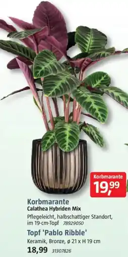 Bauhaus Korbmarante Calathea Hybriden Mix oder Topf 'Pablo Ribble' Angebot