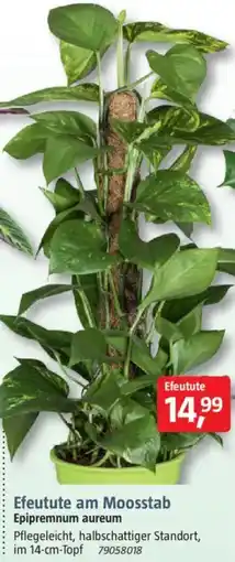 Bauhaus Efeutute am Moosstab Epipremnum aureum Angebot