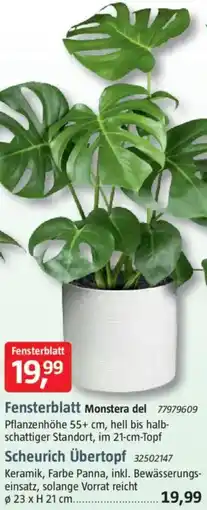 Bauhaus Fensterblatt Monstera del oder Scheurich Übertopf Angebot