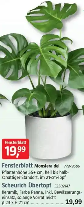 Bauhaus Fensterblatt Monstera del oder Scheurich Übertopf Angebot