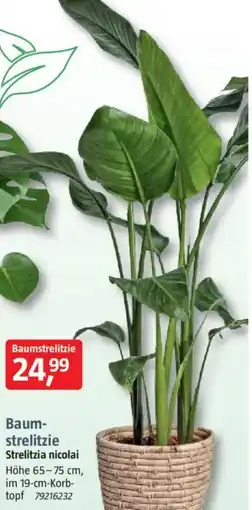 Bauhaus Baumstrelitzie Angebot