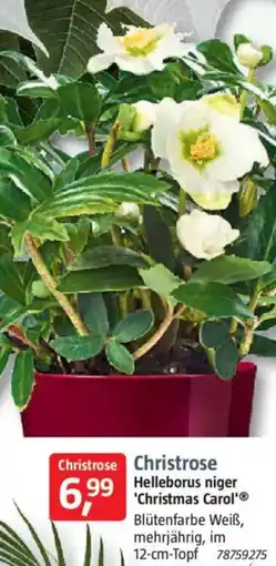 Bauhaus Christrose Helleborus niger 'Christmas Carol' Angebot