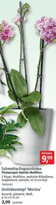 Bauhaus Schmetterlingsorchidee Phalaenopsis Hybride Multiflora Angebot