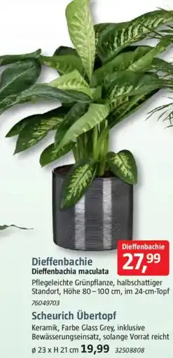Bauhaus Dieffenbachie Dieffenbachia maculata Angebot