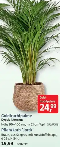 Bauhaus Goldfruchtpalme Dypsis lutescens oder Pflanzkorb 'Jorck' Angebot