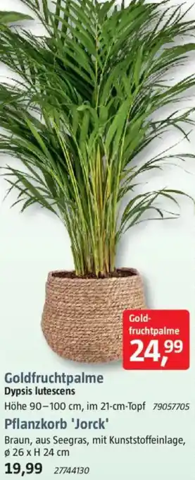 Bauhaus Goldfruchtpalme Dypsis lutescens oder Pflanzkorb 'Jorck' Angebot