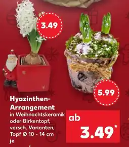 Kaufland Hyazinthen- Arrangement Angebot
