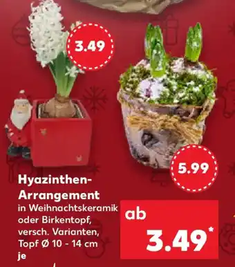 Kaufland Hyazinthen- Arrangement Angebot