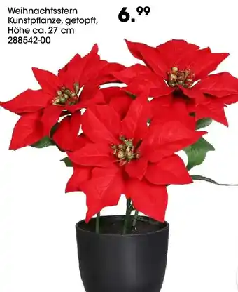 Möbel Martin Weihnachtsstern Angebot