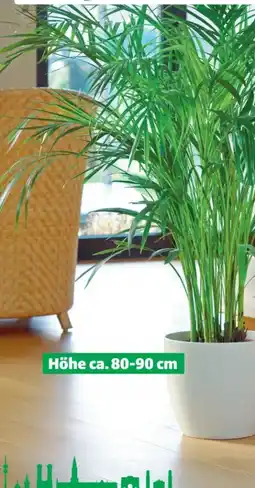 Hagebau Areca-Palme Dypsis Lutescens Angebot