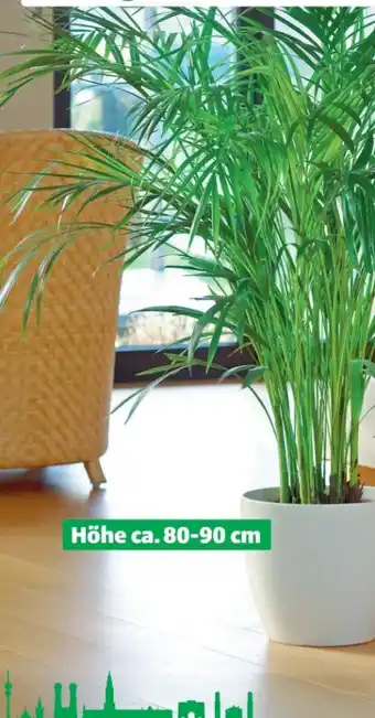 Hagebau Areca-Palme Dypsis Lutescens Angebot